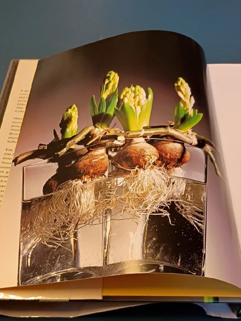 The Complete Book of Bulbs — Black Cover